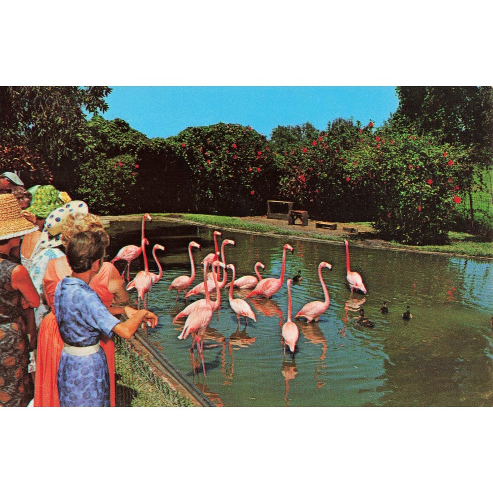 Vtg Floyd L Wray Flamingo Orange Groves Postcard Fort Lauderdale Florida FL